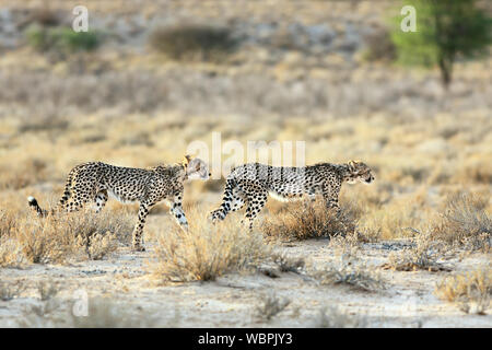 Two cheetah sub-adults walking in the early morning golden sun. Kgalagadi Park. South Africa. Acinonyx jabutes Stock Photo