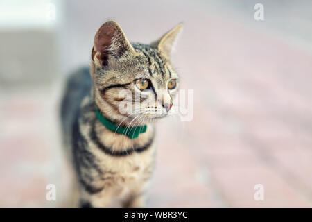 Portrait of cute happy adorable funny small tabby kitten walking outdoors at city street. Beautiful young little cat playing at home backyard Stock Photo