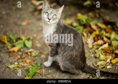 Selective closeup shot of a white and brown cat with yellow eyes near leaves Stock Photo