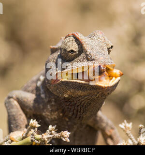 Chameleon Eating Insect. Close-up. Madagascar. An Excellent ...