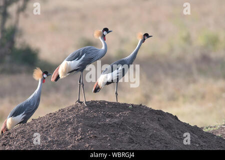 Grey crowned cranes (Balearica regulorum) watch a potential predator in the sky. Stock Photo