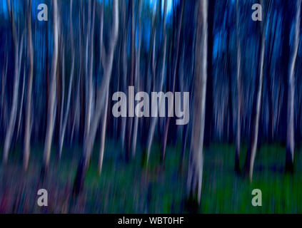 Silver Birches in woodland, camera movement Stock Photo