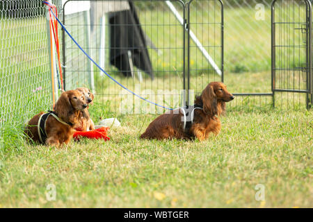 Three dachshund dogs waiting and sitting on a meadow in dogschool area. Stock Photo