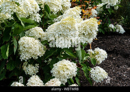 Hydrangea paniculata Phantom,paniculate hydrangea Phantom,Hydrangeaceae Stock Photo