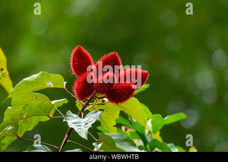 Annatto, Achiote or Lipstick Tree (Bixa orellana), fruit, Stock Photo