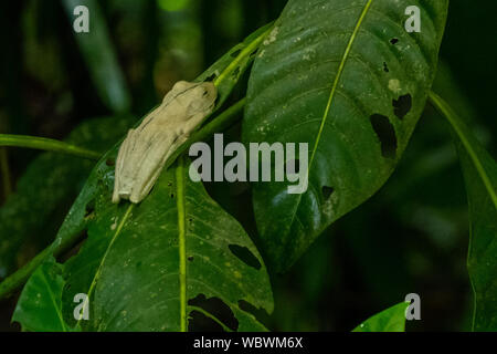 Gladiator Tree Frog (Hypsiboas rosenbergi) taken in Costa Rica