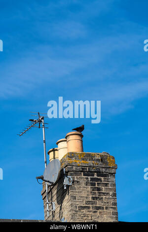 Jackdaw on chimney pot Stock Photo