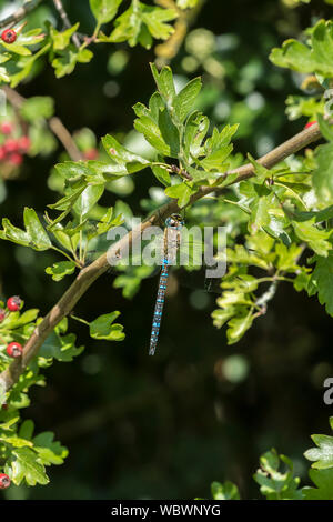 Male Hairy Hawker dragonfly Stock Photo