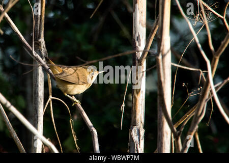 Willow Warbler Stock Photo