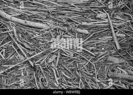 Black and white image of debris washed on shore at high tide in Steveston British Columbia Canada Stock Photo