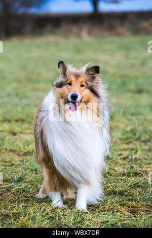 Obedient gold long haired rough collie waiting for commands, standing on a field Stock Photo