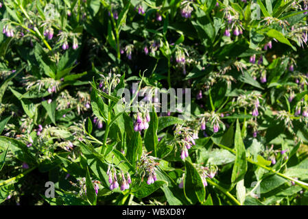 Common comfrey (Symphytum officinale) growing on a South Yorkshire allotment. England, UK. Stock Photo