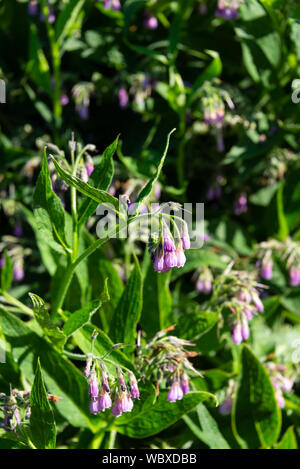 Common comfrey (Symphytum officinale) growing on a South Yorkshire allotment. England, UK. Stock Photo