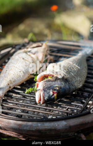 Two herb stuffed sea bream fish charcoal grilling on a barbecue. Stock Photo