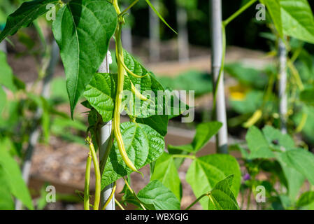 Climbing French beans 'Monte Gusto' (Phaseolus vulgaris), growing on a ...