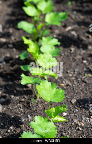 Parsnip seedlings (Pastinaca sativa) growing on a UK allotment. Stock Photo