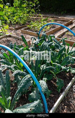 Using hoops to support nets to protect crops such as Cavolo nero, black kale (oleracea acephala) growing in a vegetable garden. UK.