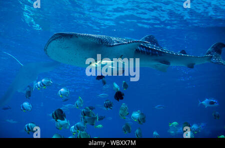 Underwater view of whale shark swimming with school of fish Stock Photo