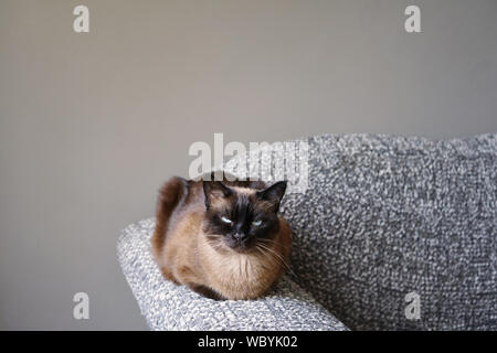 siamese or thai cat resting on couch or sofa armrest in living room Stock Photo