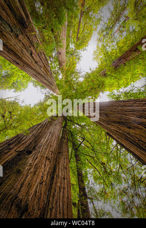 View straight up between giant Sequoia redwoods in Northern California Stock Photo