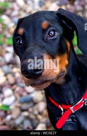 Hans, the doberman pinscher, poses for the photographer by Crestbruck Park, Ankeny, Iowa. Stock Photo