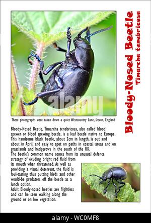 Bloody-Nosed Beetle, Timarcha tenebricosa, also called blood spewer or blood spewing beetle, is a leaf beetle native to Europe. A4 Page, photo, full t Stock Photo