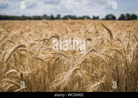 Yellow wheat field during the summer. Stock Photo