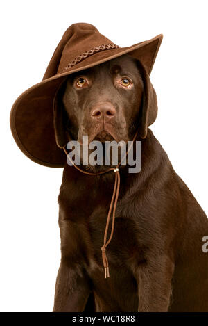 Chocolate Labrador Retriever Dog wearing a Cowboy style hat Stock Photo