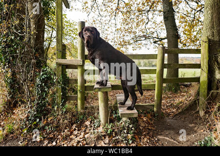 Chocolate Labrador Dog standing on a wooden stile Stock Photo
