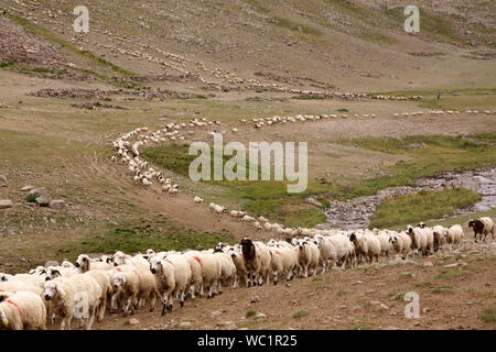 livestock in the pastures of erzurum turkey Stock Photo