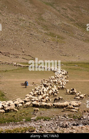 livestock in the pastures of erzurum turkey Stock Photo
