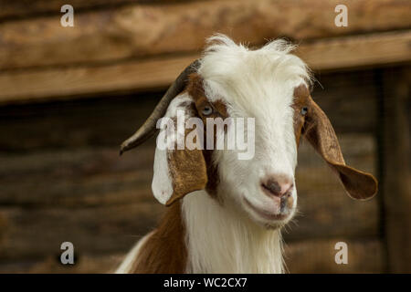 White-Brown goat head profile photo Stock Photo