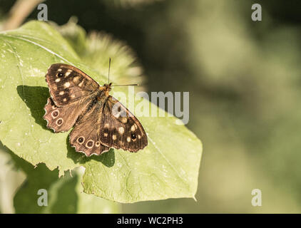 speckled Wood Brown Butterfly, Pararge aegeria, Butterfly perched on a leaf in the woods, nature reserve in United Kingdom. Bedfordshire August 2019 Stock Photo