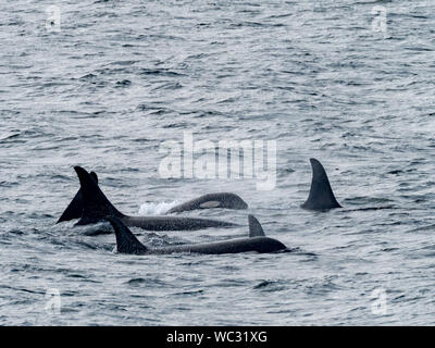 AG pod of resident killer whales, or orca, Orcinus orca, in the inside passage of Southeast Alaska USA Stock Photo