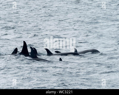 AG pod of resident killer whales, or orca, Orcinus orca, in the inside passage of Southeast Alaska USA Stock Photo