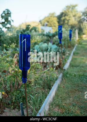 Old blue bottles repurposed to number plots in a vegetable garden with crop rotation.