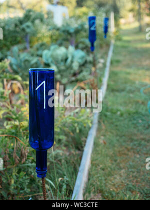 Old blue bottles repurposed to number plots in a vegetable garden with crop rotation.