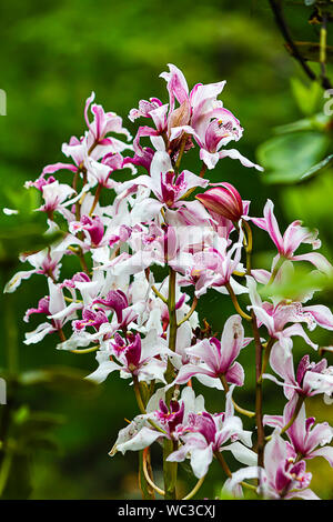 burgendy, pink, and white, stalk of orchids with fuzzy green background in sunlight Stock Photo