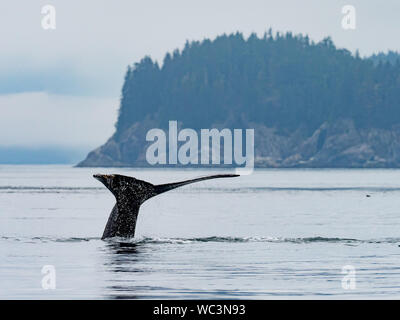 Humpback whale, megaptera novaeangliae, diving and showing its tail flukes in the ocean in the inside passage of Southeast Alaska Stock Photo