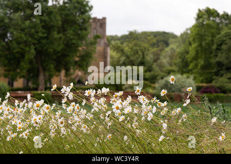 Roadside Ox-Eye Daisies (Leucanthemum vulgare) Stock Photo