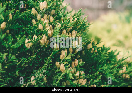 Furry juniper tree brunches background. Close - up of branches with fruits, selective focus. Stock Photo