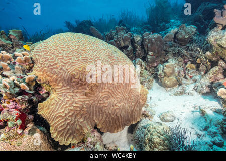 Symmetrical Brain Coral, Diploria strigosa, Bonaire, Netherland Antilles, Netherlands, Caribbean Sea, Atlantic Ocean Stock Photo