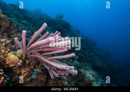 Stove-pipe (Purple tube) Sponge, Aplysina archeri, Bonaire, Netherland Antilles, Netherlands, Caribbean Sea, Atlantic Ocean Stock Photo