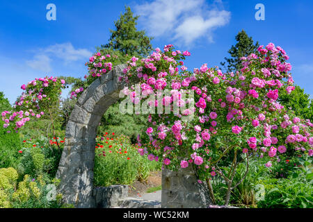 Rose arbor, Rose Garden, VanDusen Botanical Garden, Vancouver, British Columbia, Canada
