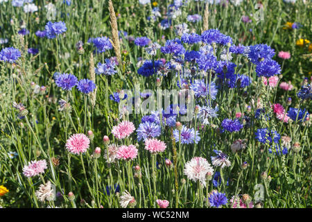 Multicolored variations flowers in a field during summer Stock Photo