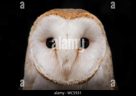 Close-up Portrait Of Barn Owl Against Black Background