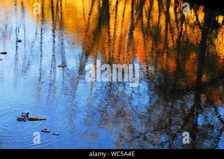 Colorful Autumn leaves and bright blue sky reflected in the water of a peaceful stream with a Mallard Duck pair swimming in the foreground . Stock Photo