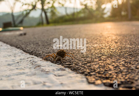 Pregnant wolf spider carrying spiderlings on its back Stock Photo - Alamy