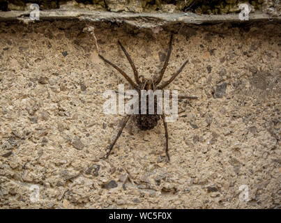 Pregnant wolf spider carrying spiderlings on its back Stock Photo - Alamy