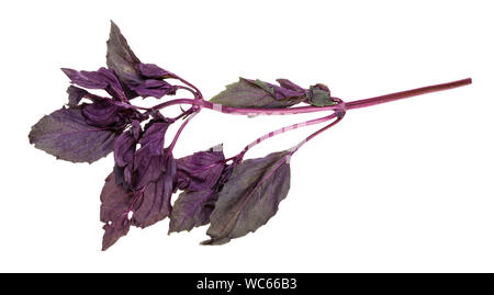 twig of fresh dark purple basil herb isolated on white background Stock Photo